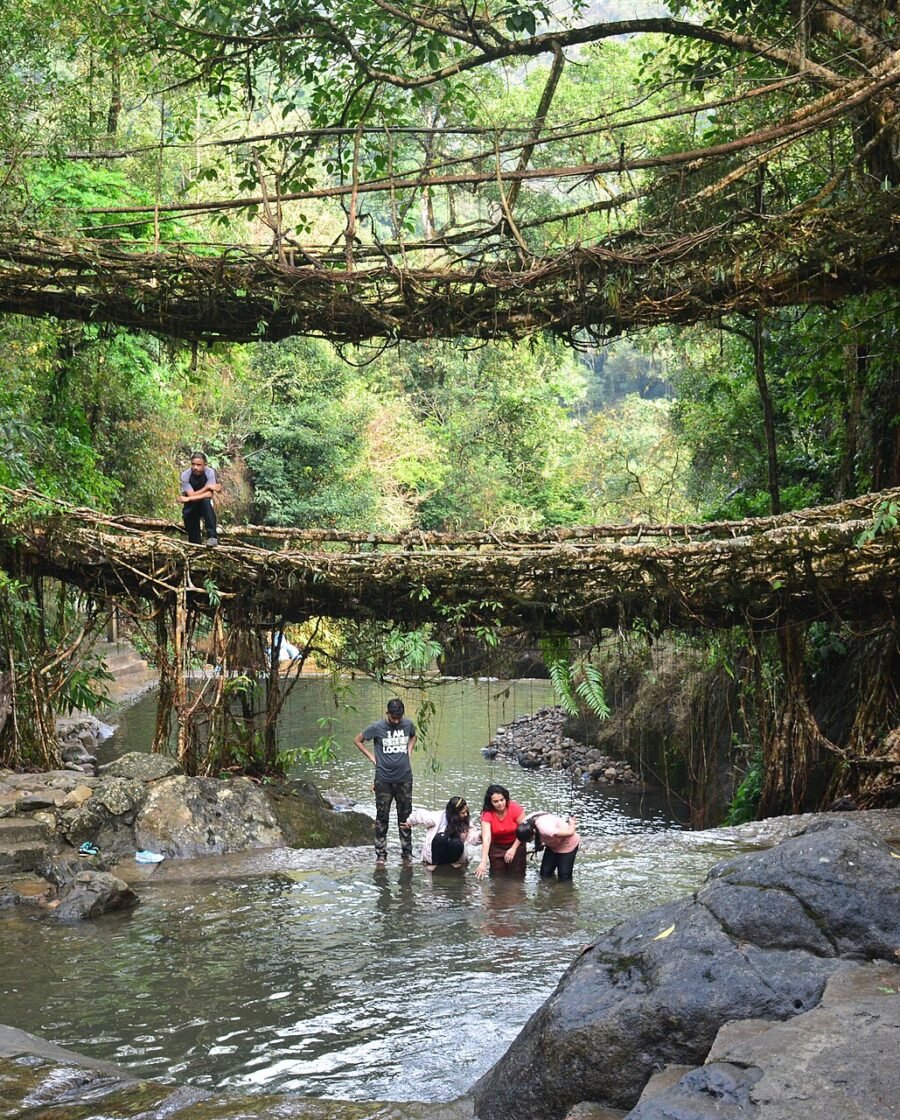 A double decker living root bridge in the forests of Meghalaya
