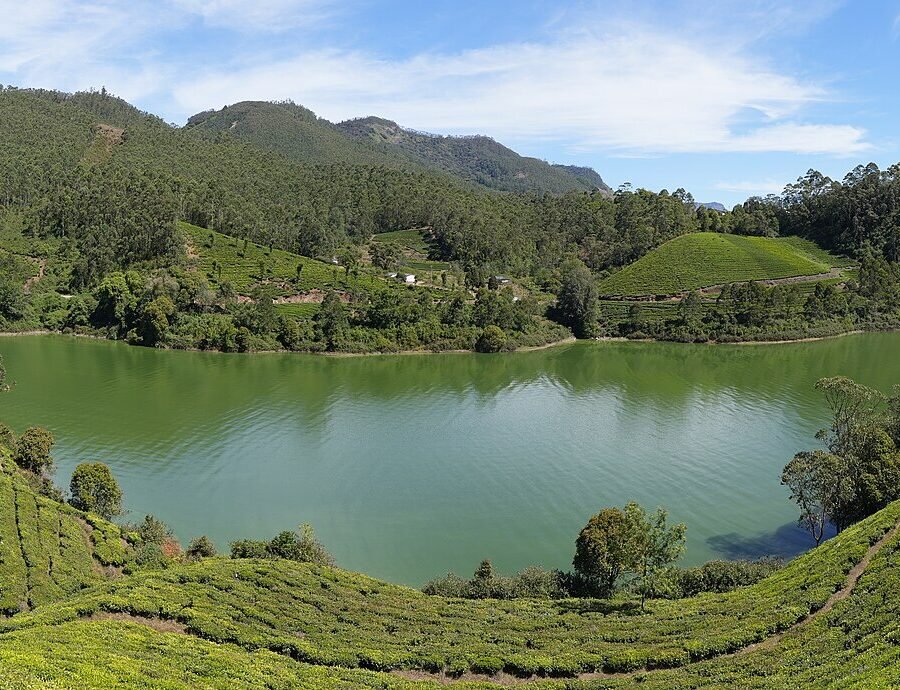 Tea terraces rolling across the hills at Munnar, Kerala