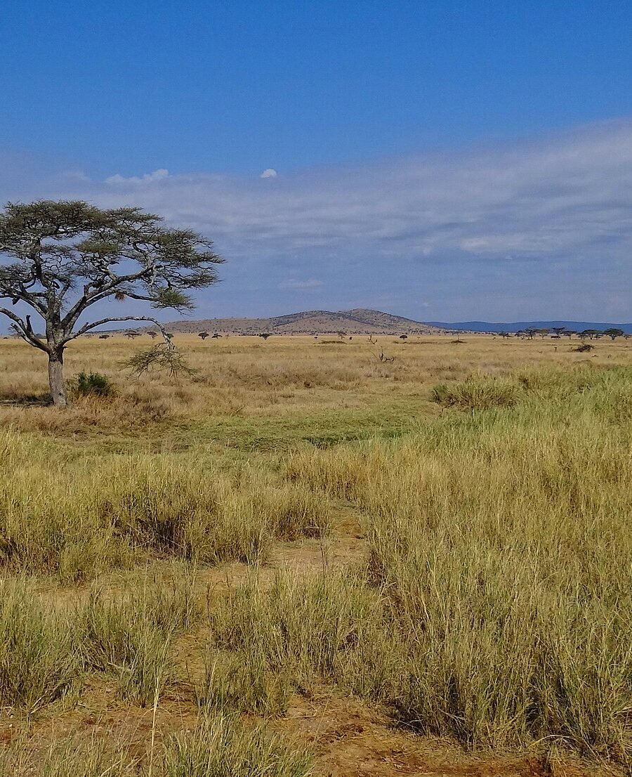 Acacia and open grassland on the Serengeti plains, Tanzania
